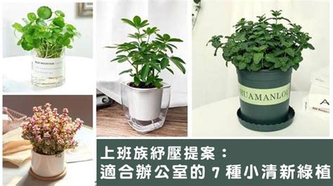 辦公室 植物 推薦